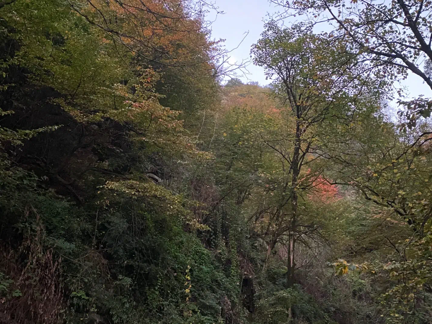 سگ پیدا شده|حیوانات|طرقبه, |دیوار