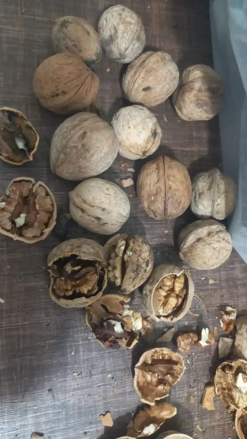 گردو معمولی خرید وفروش|عمده‌فروشی|رابر, |دیوار