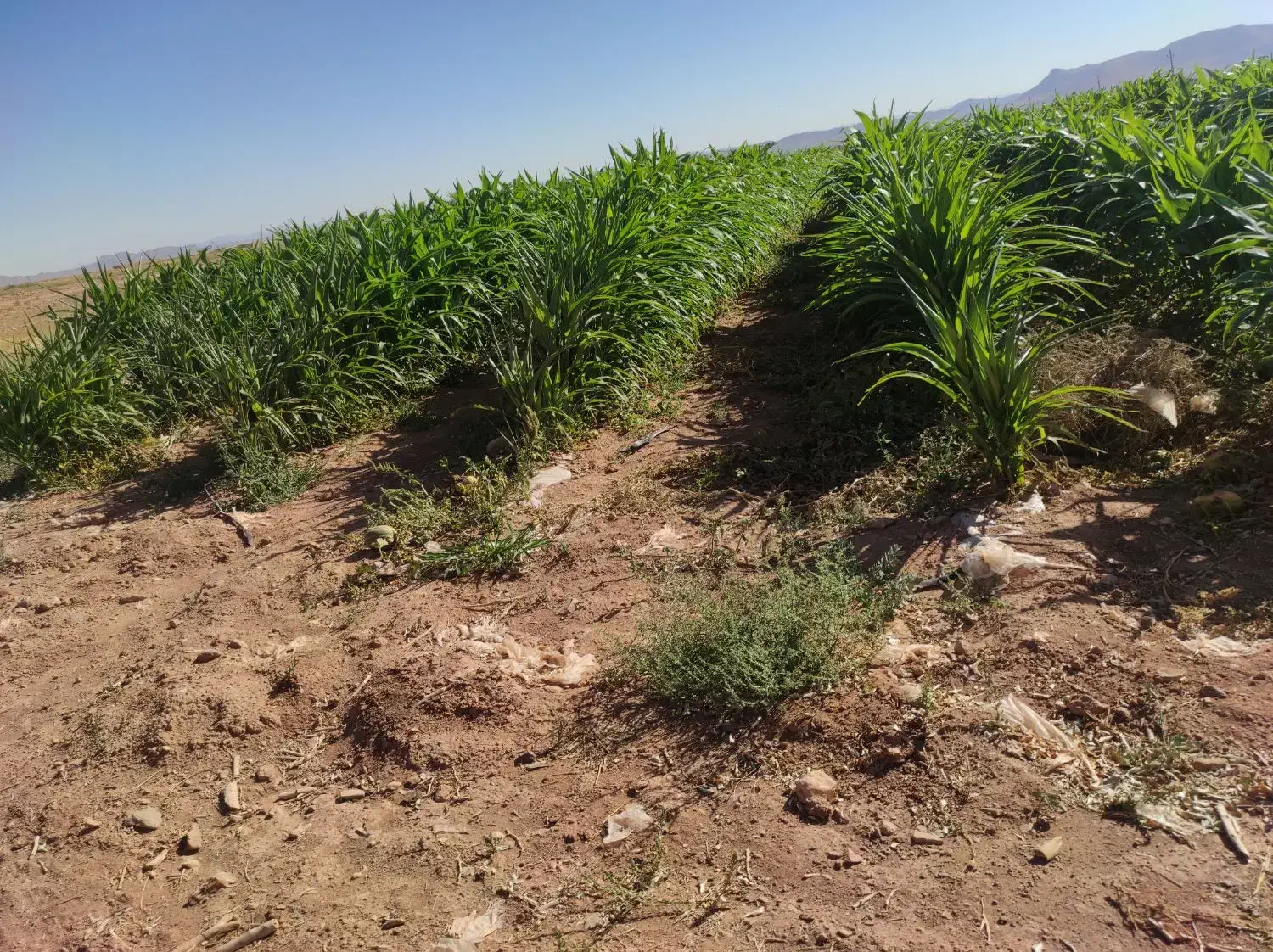 52 هکتار زمین کشاورزی|فروش دفتر صنعتی، کشاورزی، تجاری|میمه, |دیوار