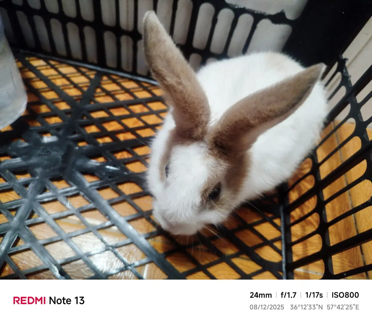 خرگوش زیبا باهوش|موش و خرگوش|سبزوار, شرق کال عیدگاه|دیوار