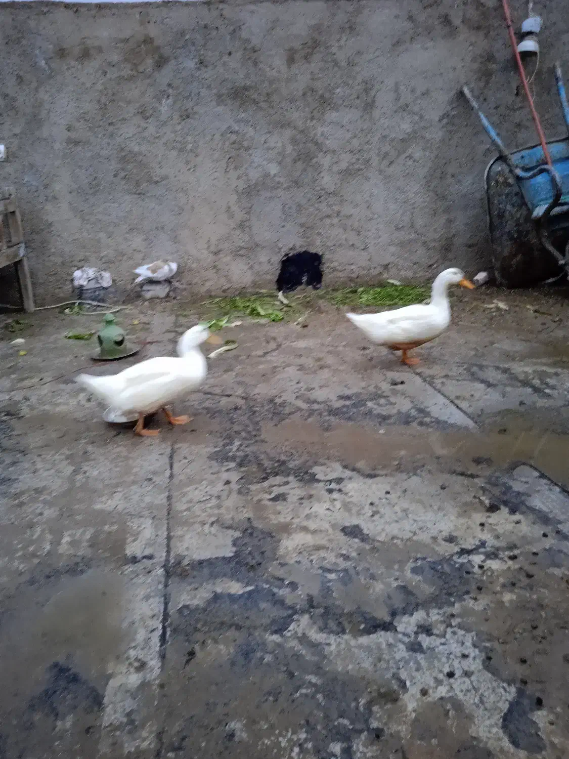 اردک|حیوانات مزرعه|شیراز, پودنک|دیوار