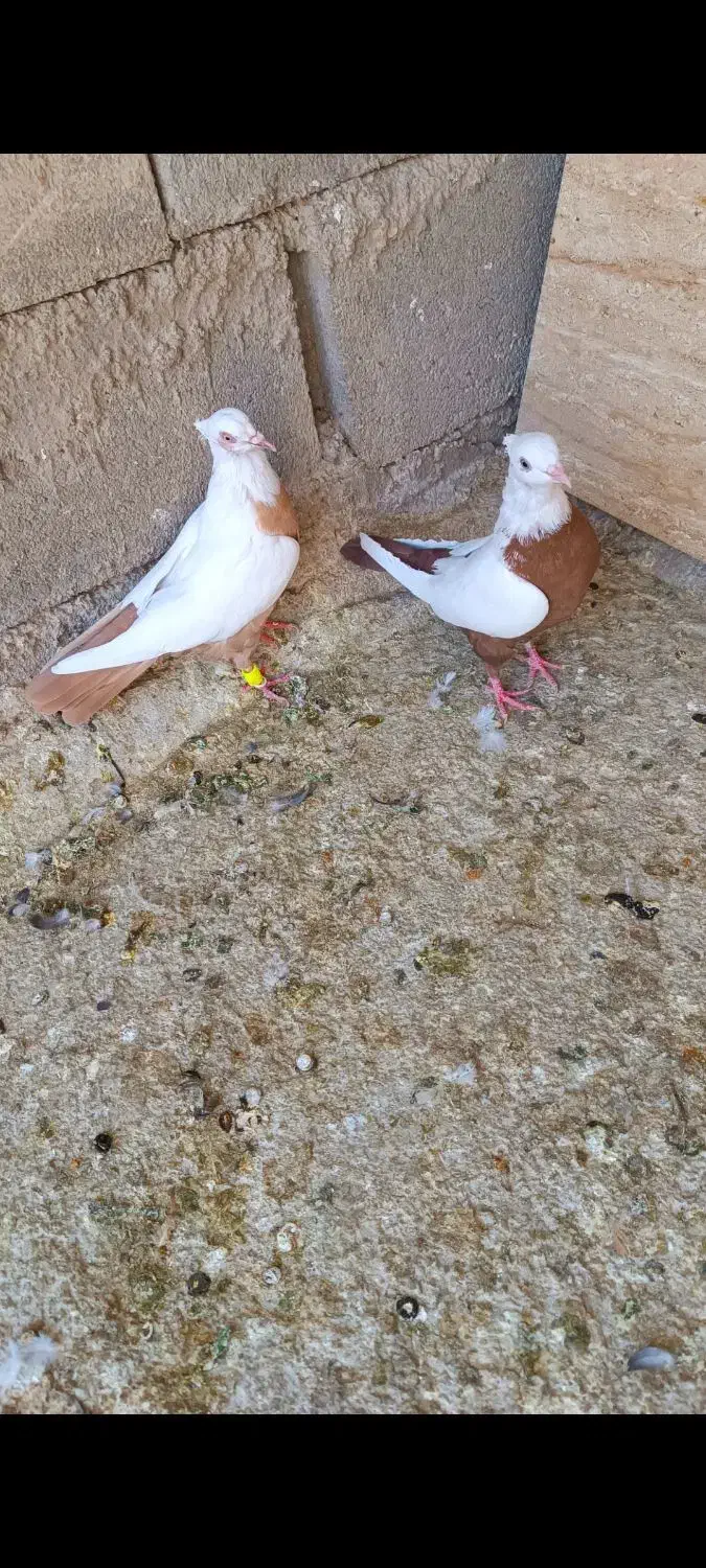 نرو ماده دم زرد دم سرخ بدون عیب|پرنده|شیراز, ریاستی|دیوار