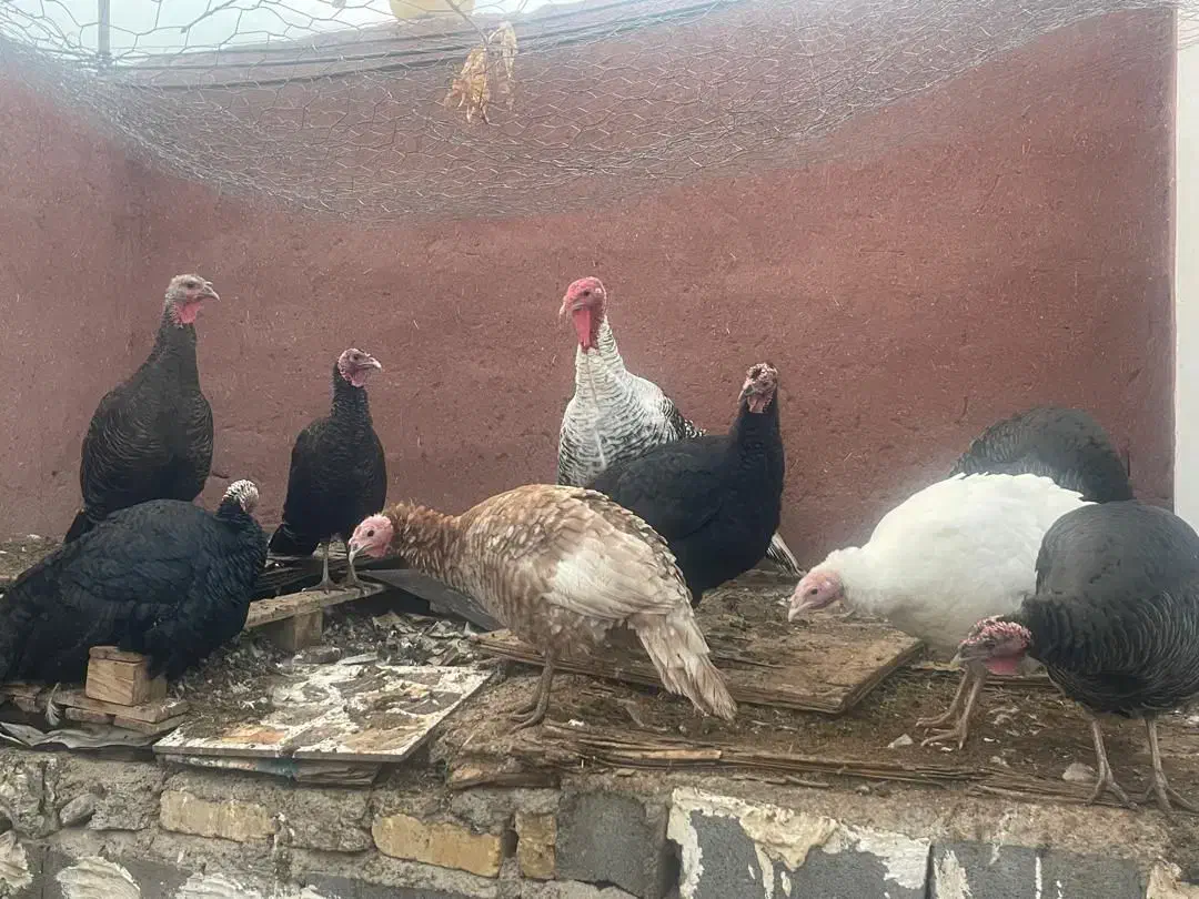 فروش بوقلمون واردک محلی در مهدیشهر|حیوانات مزرعه|مهدی شهر, |دیوار