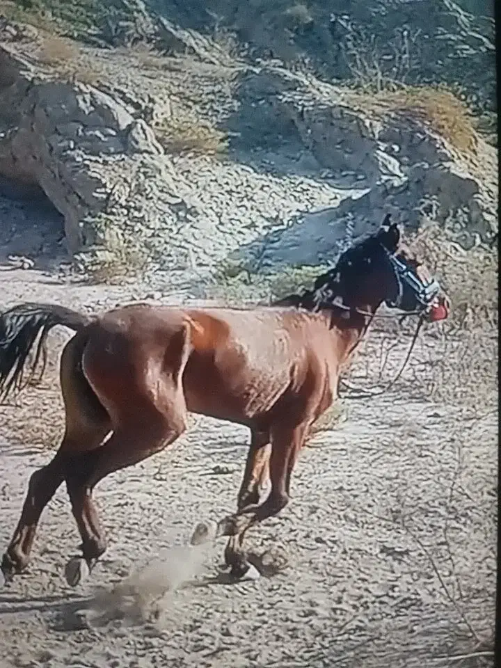 مادیان|اسب و تجهیزات اسب‌سواری|میناب, |دیوار