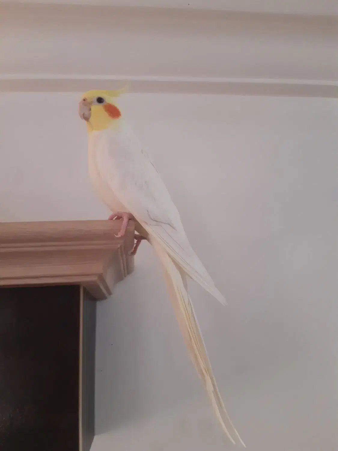 فروش عروس هلندی نر|پرنده|رامسر, |دیوار