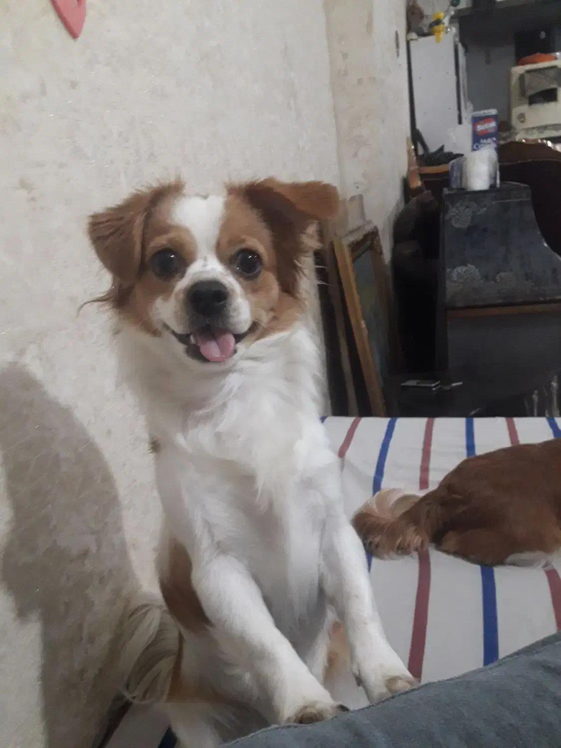 به دلیل مهاجرت‌دوتاپامر روباهی اصیل|سگ|مشهد, رستگار|دیوار