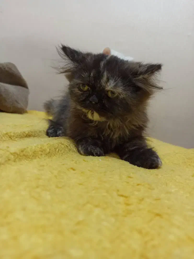 گربه پرشین عروسکی|گربه|کرج, گوهردشت|دیوار