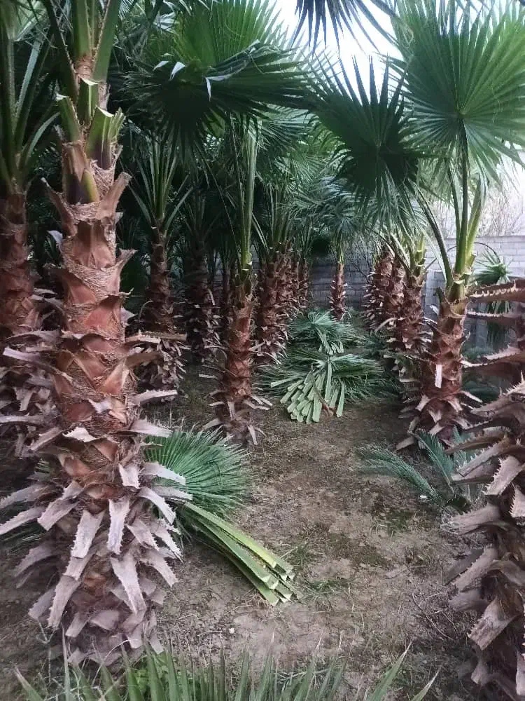 فروش درخت پالم|گل و گیاه طبیعی|بابکان, |دیوار