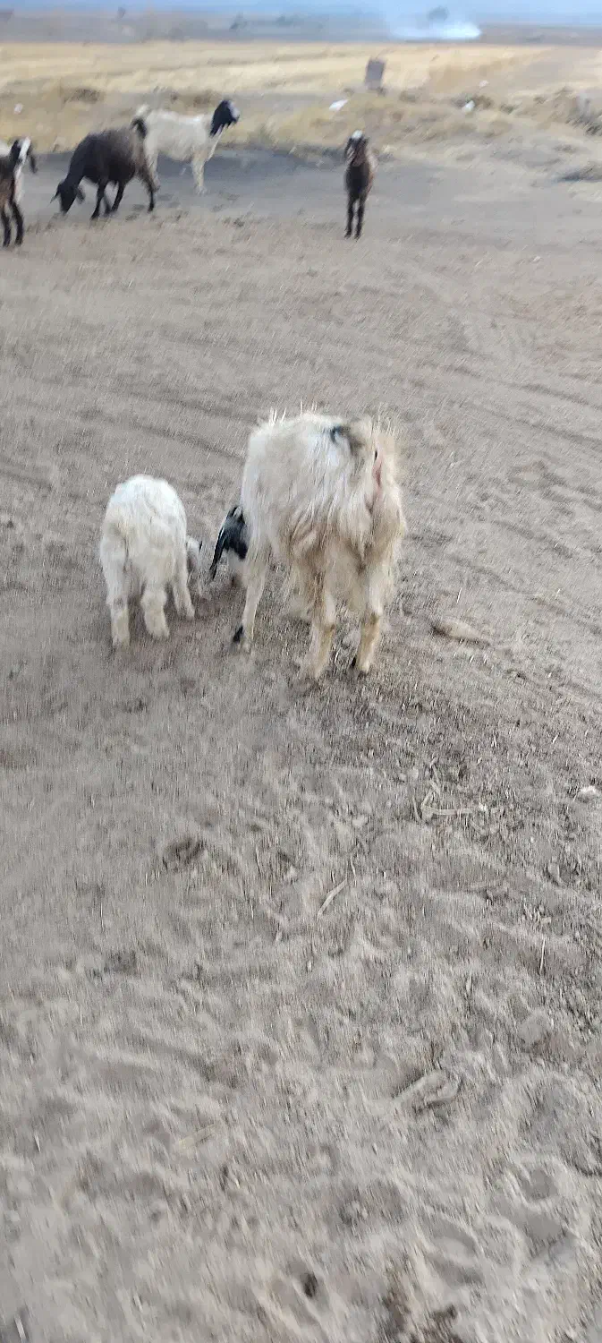 تیبز|حیوانات مزرعه|خزل, |دیوار