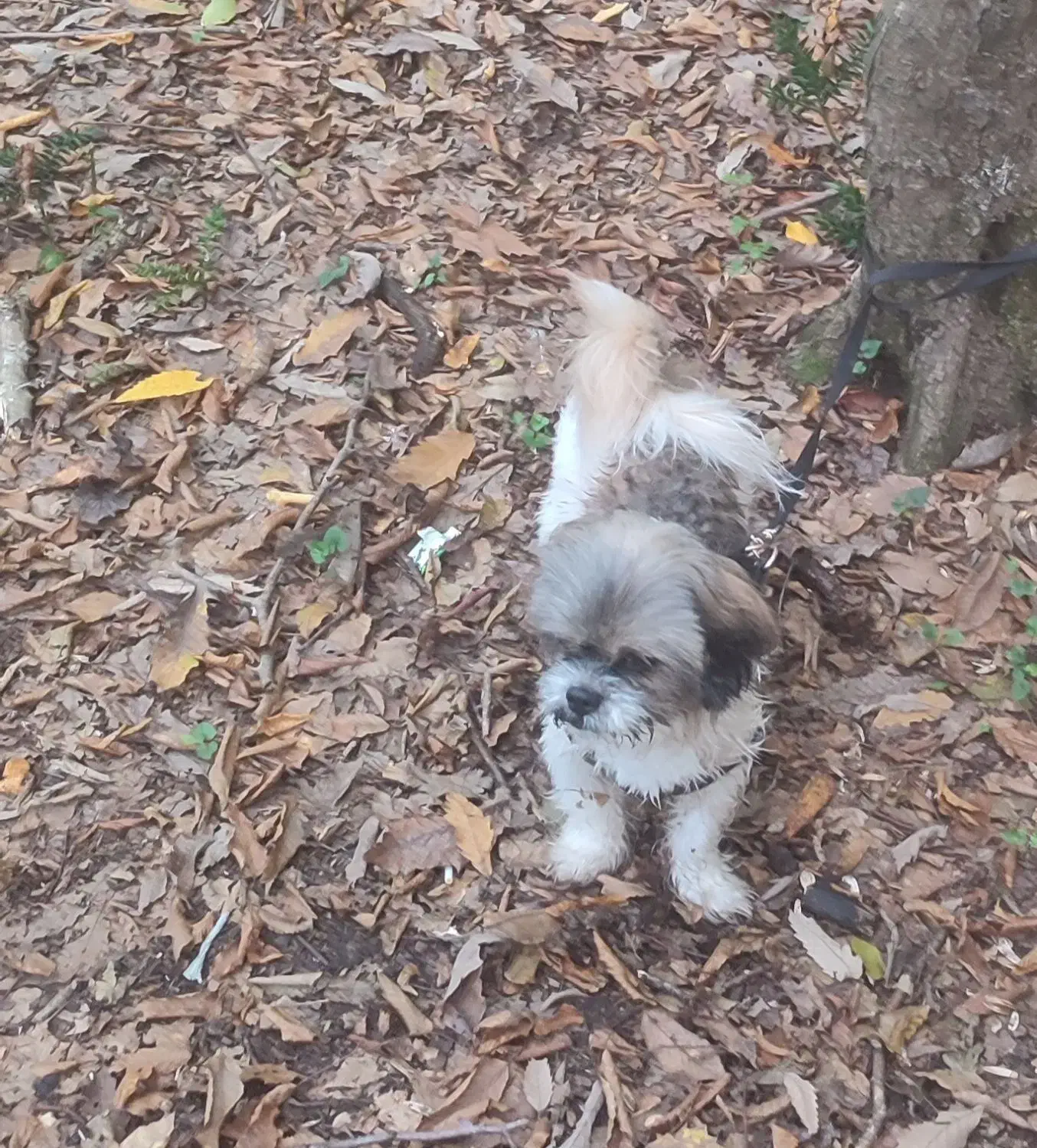 گمشده|سگ|فردیس, فردیس|دیوار