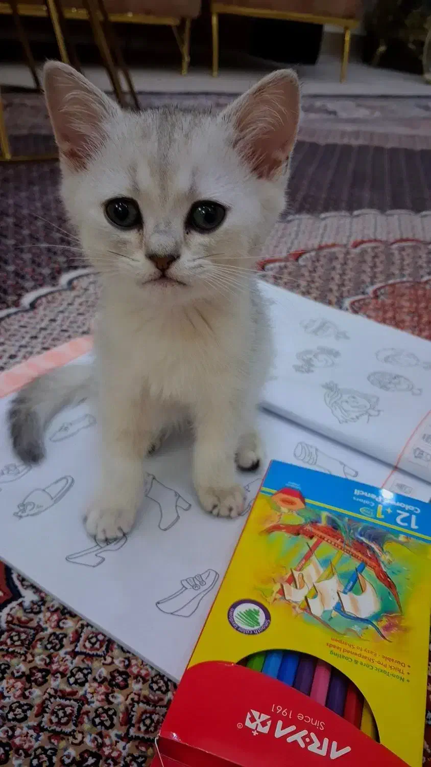 گربه اسکاتیش|گربه|ارومیه, |دیوار