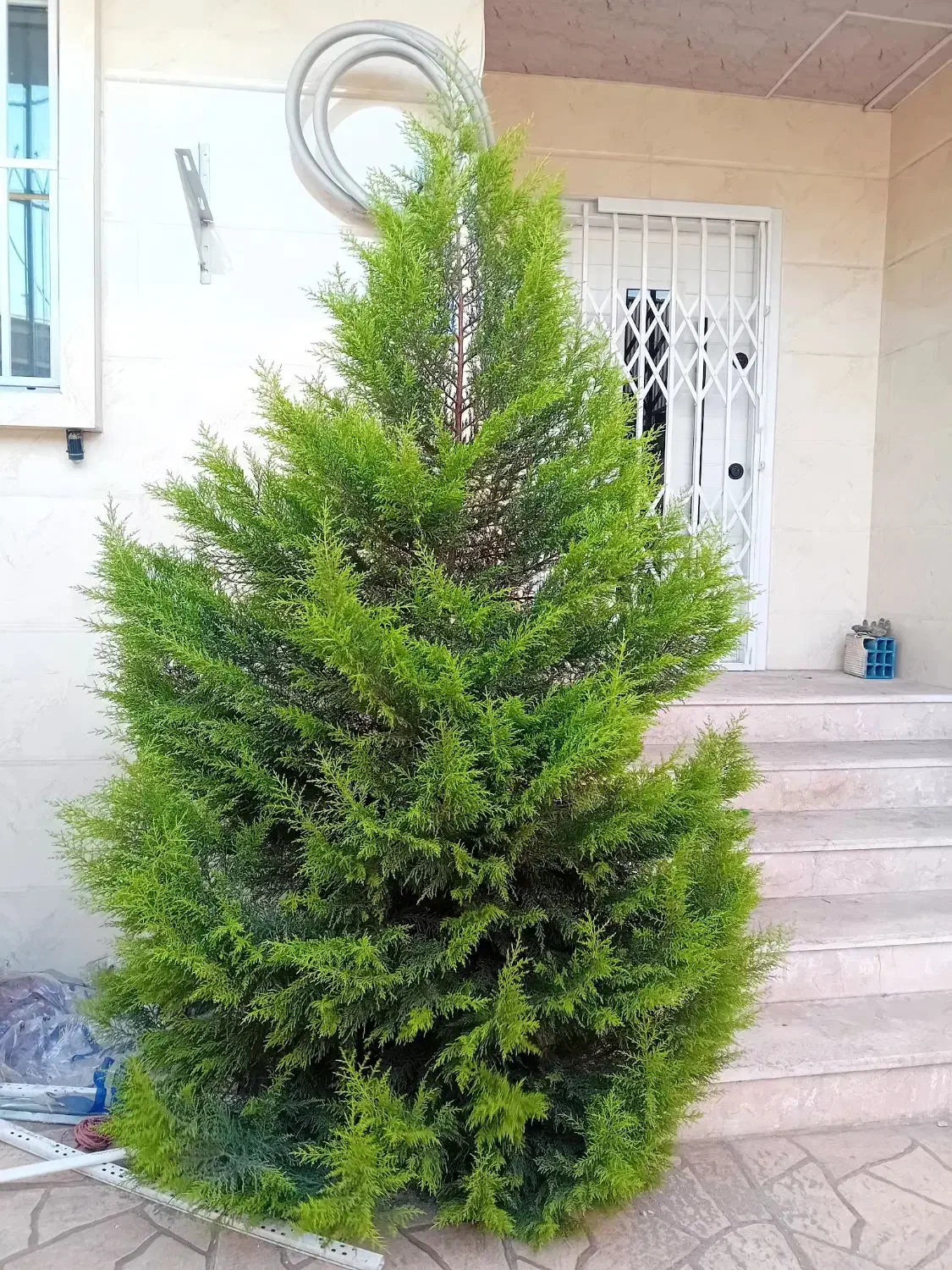 درخت کاج لاوسون|گل و گیاه طبیعی|رشت, دیانتی|دیوار