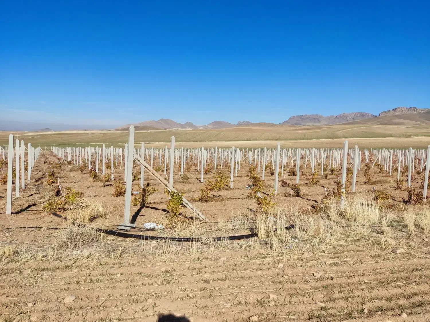 فروش فنس وتیرک باغی اجراونصب|خدمات پیشه و مهارت|شاهین دژ, |دیوار