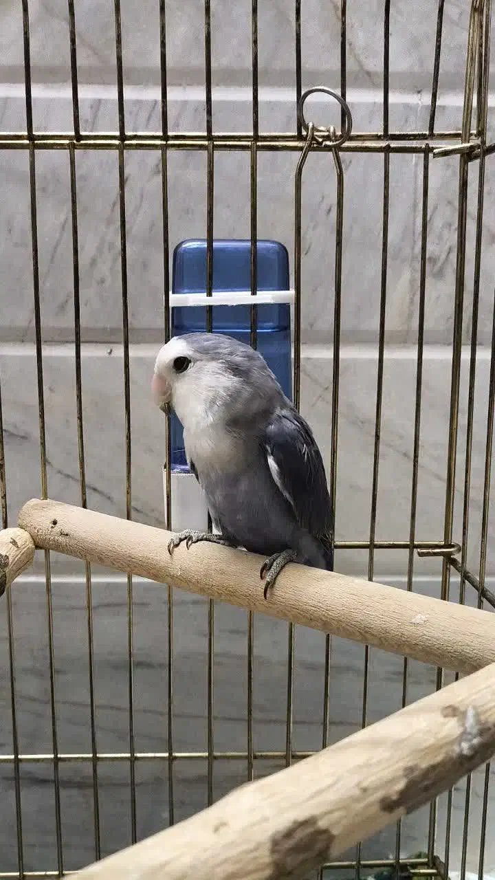 طوطی برزیلی|پرنده|قم, بکایی|دیوار