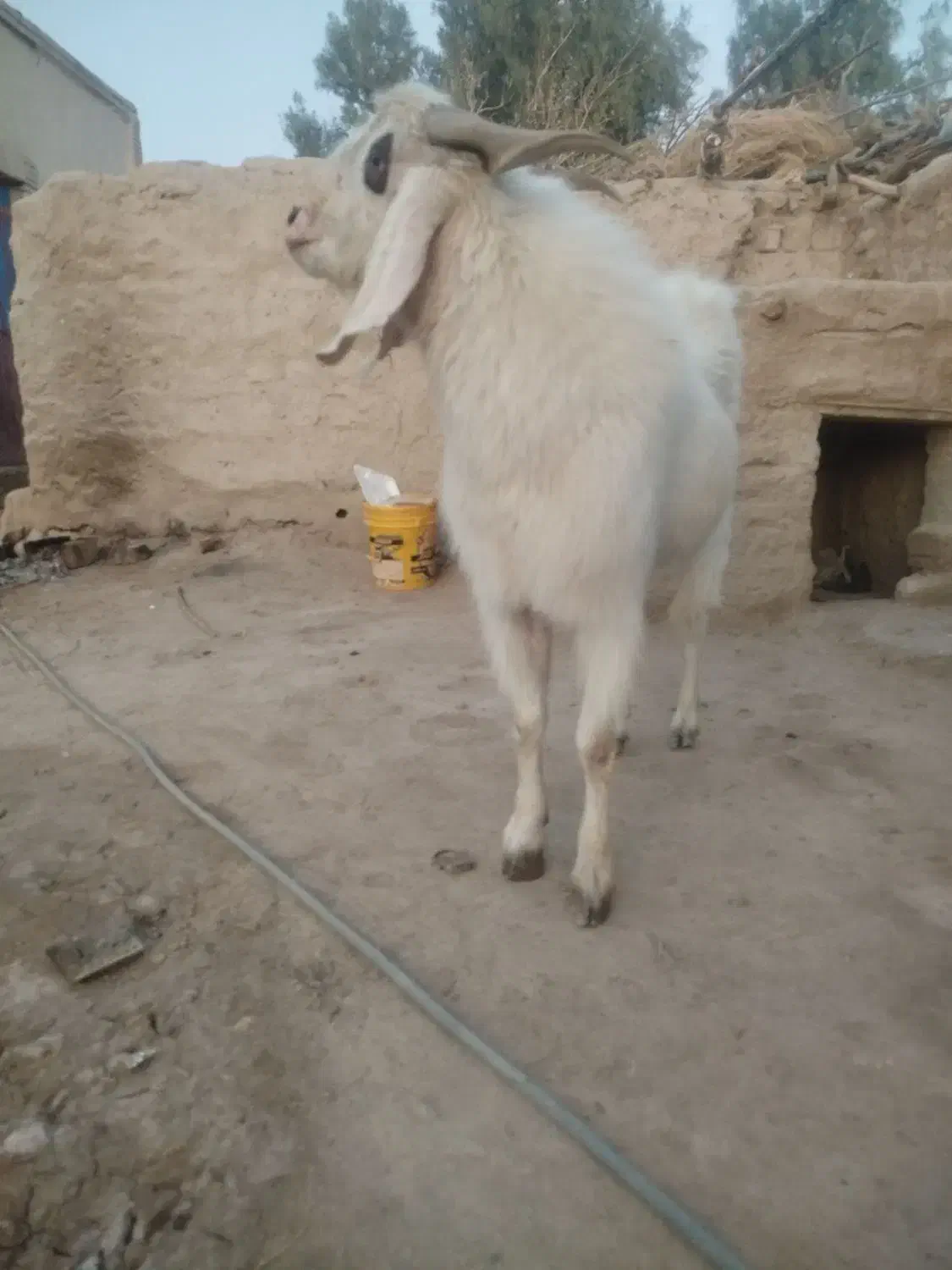 تک شاد مری|حیوانات مزرعه|زهک, |دیوار