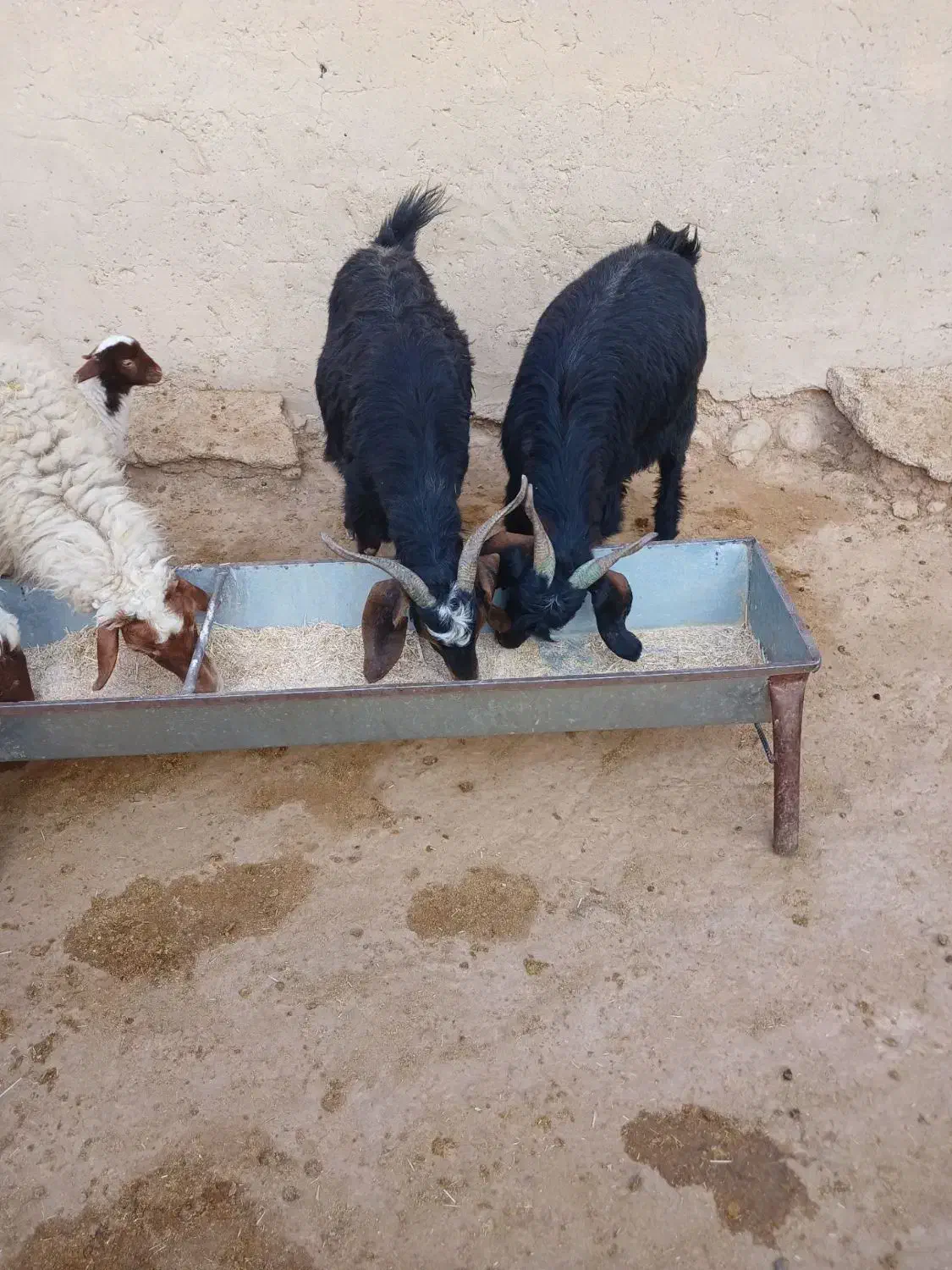 بز داشتی|حیوانات مزرعه|آبدانان, |دیوار