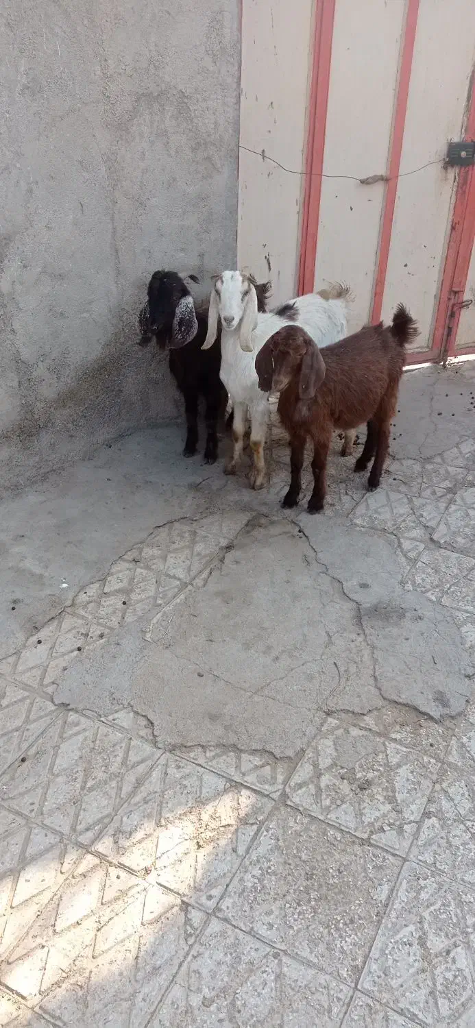 سه عدد بزقالع فروشی|حیوانات مزرعه|ملایر, |دیوار