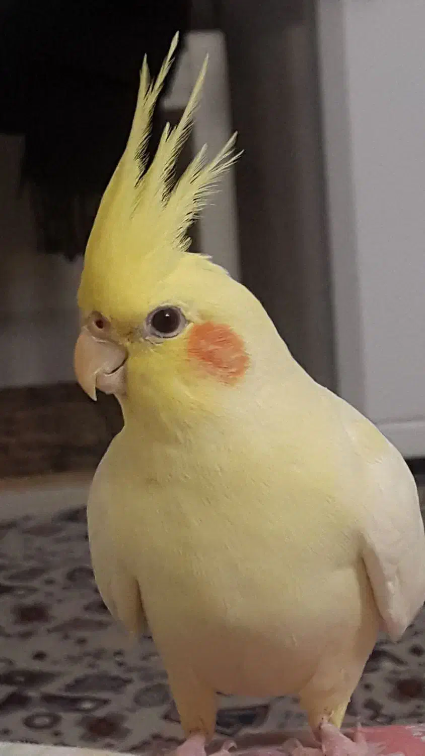 عروس هلندی گمشده ماده در شهریار ۴تیرماه|حیوانات|شهریار, شهریار|دیوار