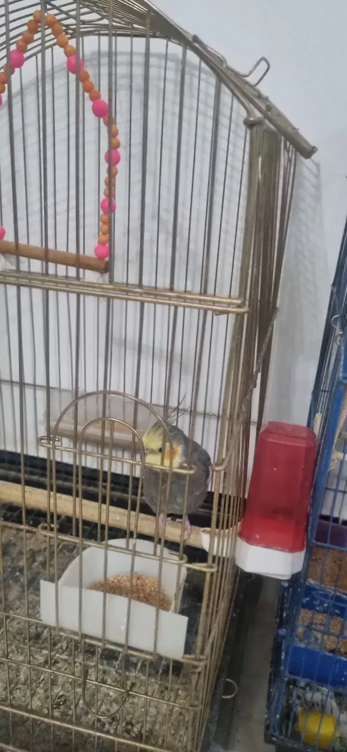 عروس هلندی|پرنده|کنگاور, |دیوار