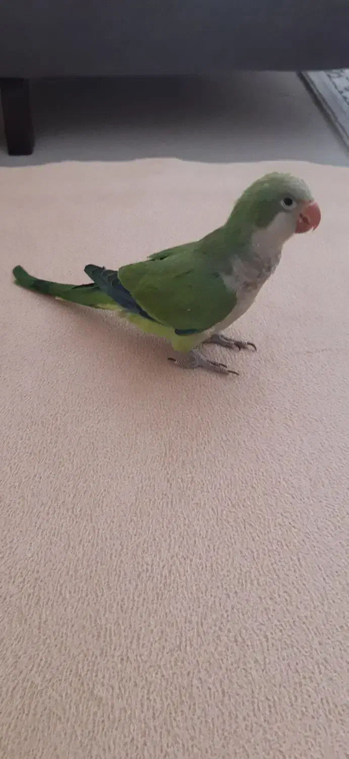 طوطی راهب ۴ ماهه سخنگو|پرنده|کرج, شاهین‌ویلا|دیوار