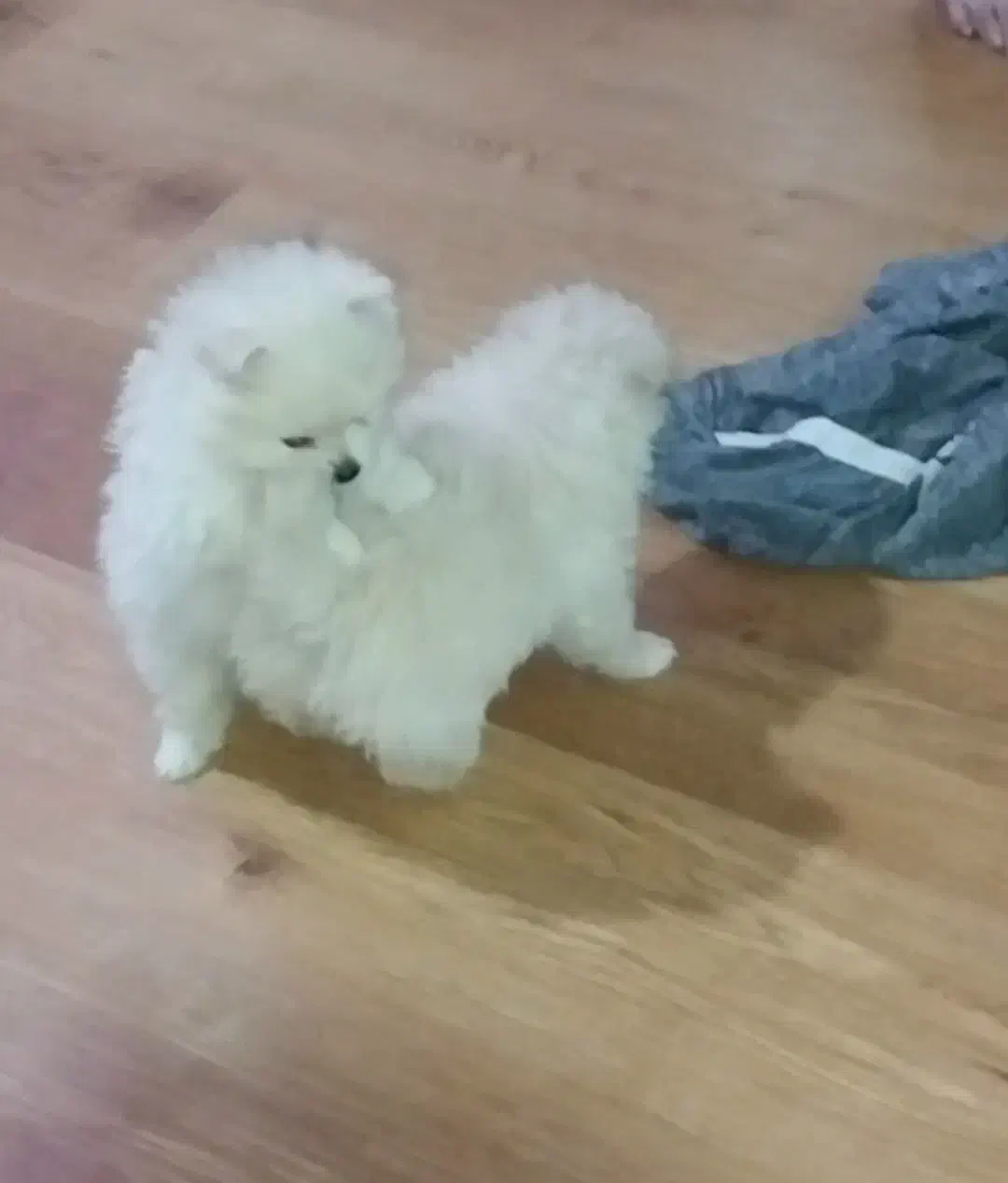 توله پامرین سایز صفر یک جفت خرسی اصیل|سگ|تهران, ابوذر|دیوار