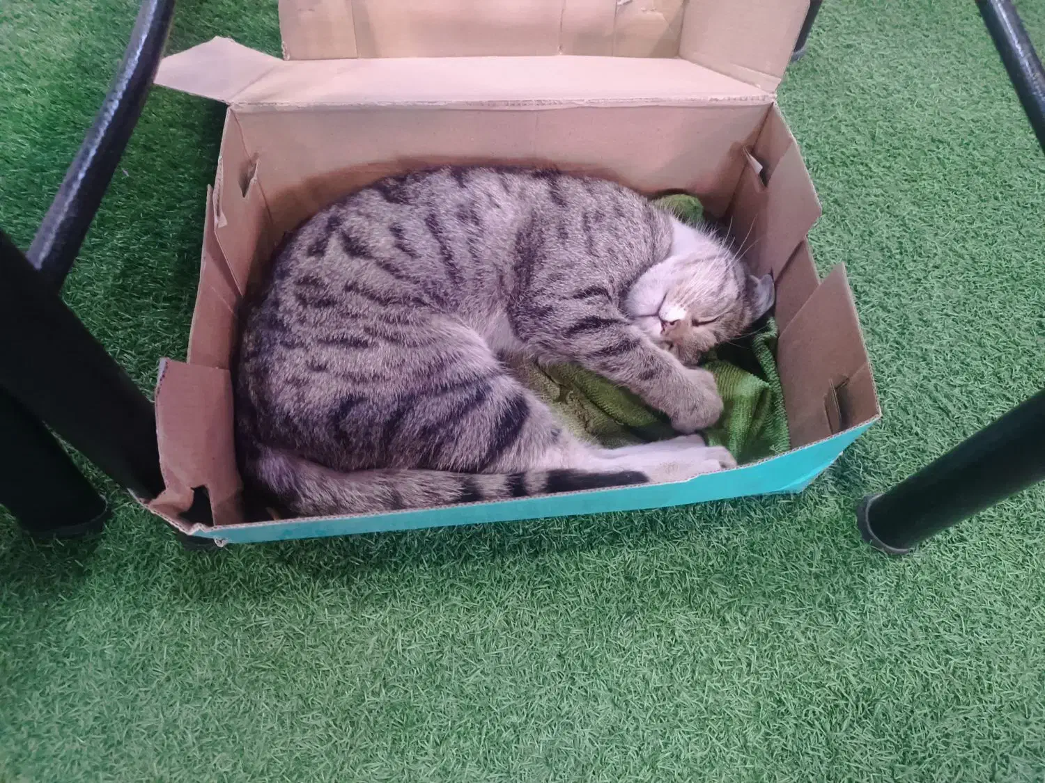 واگذاری گربه|گربه|مراغه, |دیوار