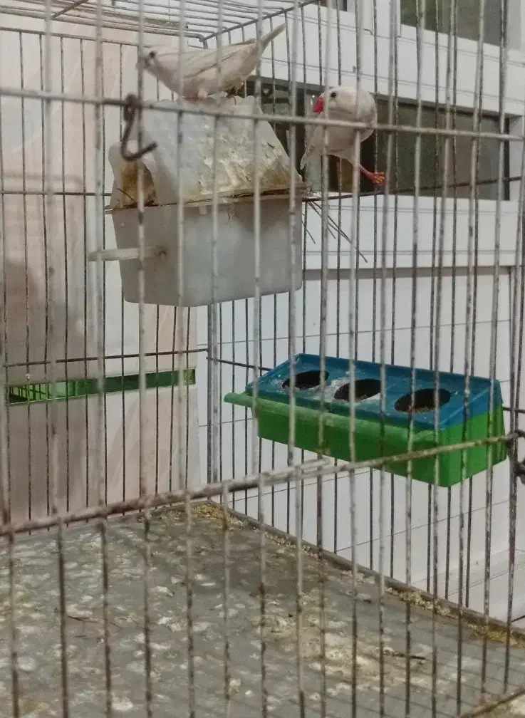 فنج|پرنده|پارسآباد, |دیوار