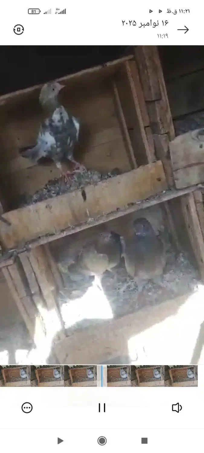 ماهشهر خیابان امام|پرنده|بندر ماهشهر, |دیوار