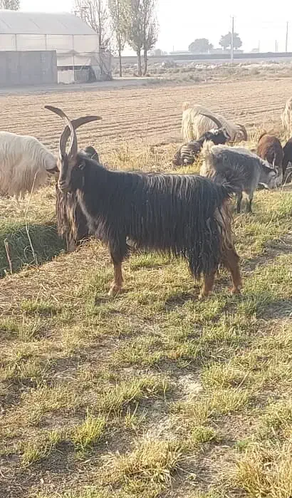 نربز|حیوانات مزرعه|شریف‌آباد, |دیوار