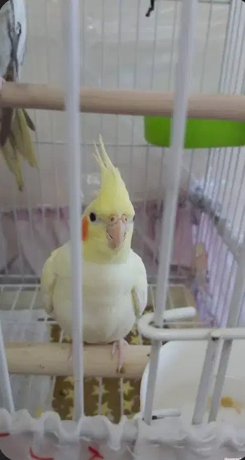 عروس هلندی گمشده|حیوانات|برازجان, |دیوار