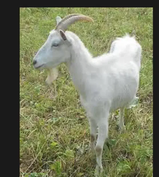 یک راس گوسفند گمشده|حیوانات|خمین, |دیوار