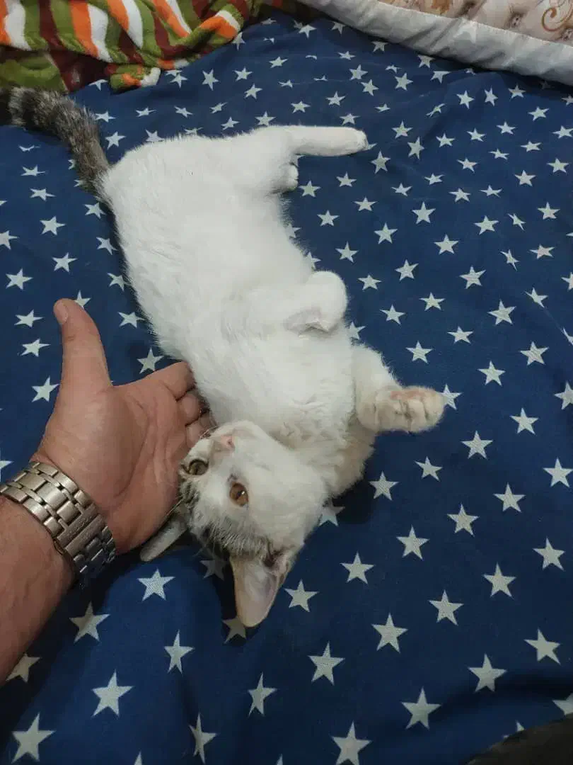 واگذاری گربه نر 5 ماهه دستی و خونگی|گربه|شیراز, شهرک گلدشت محمدی|دیوار