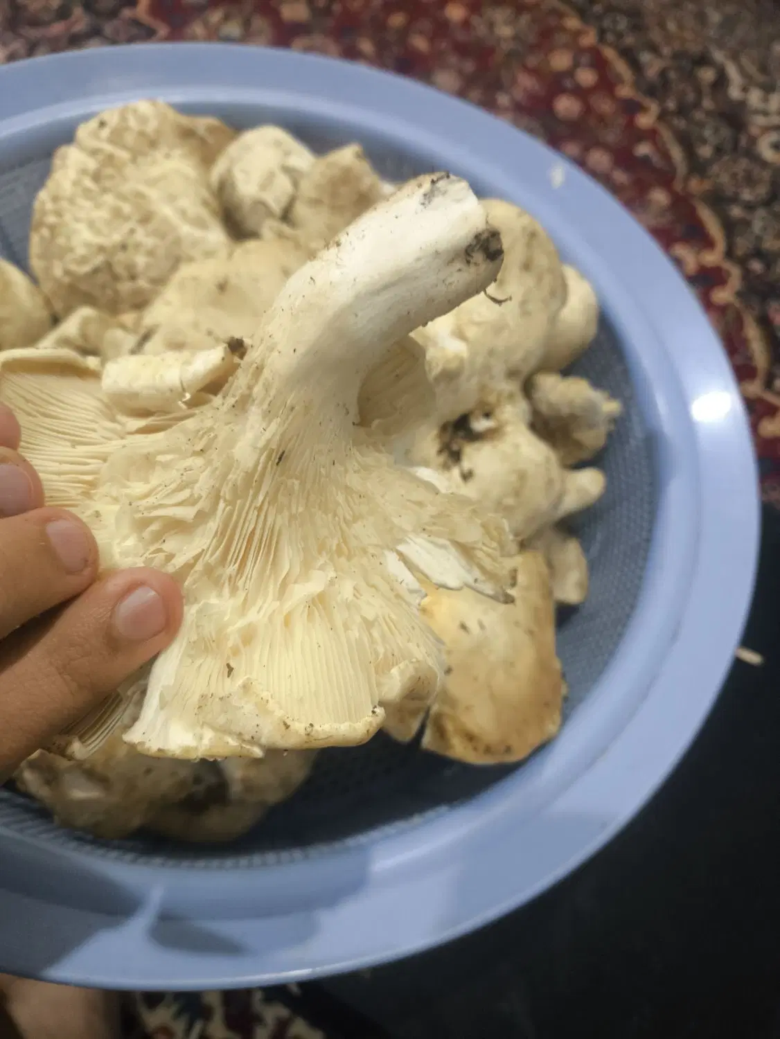 قارچ(آگله)|خوردنی و آشامیدنی|آمل, |دیوار