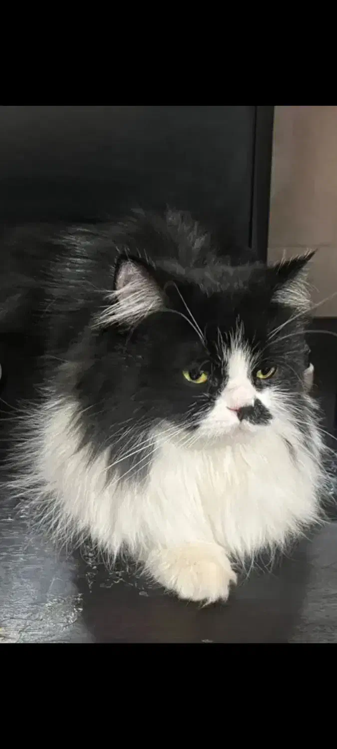 گربه پرشین|گربه|ساوه, |دیوار