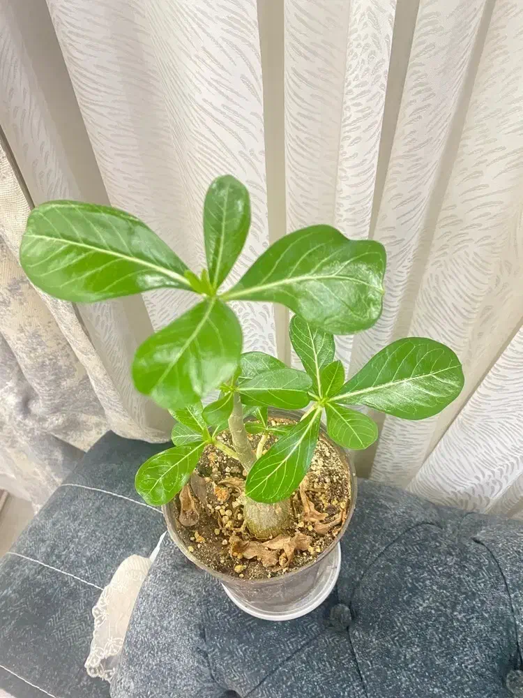 گل خاص گل بنسای ادنیوم|گل و گیاه طبیعی|رشت, فلسطین|دیوار