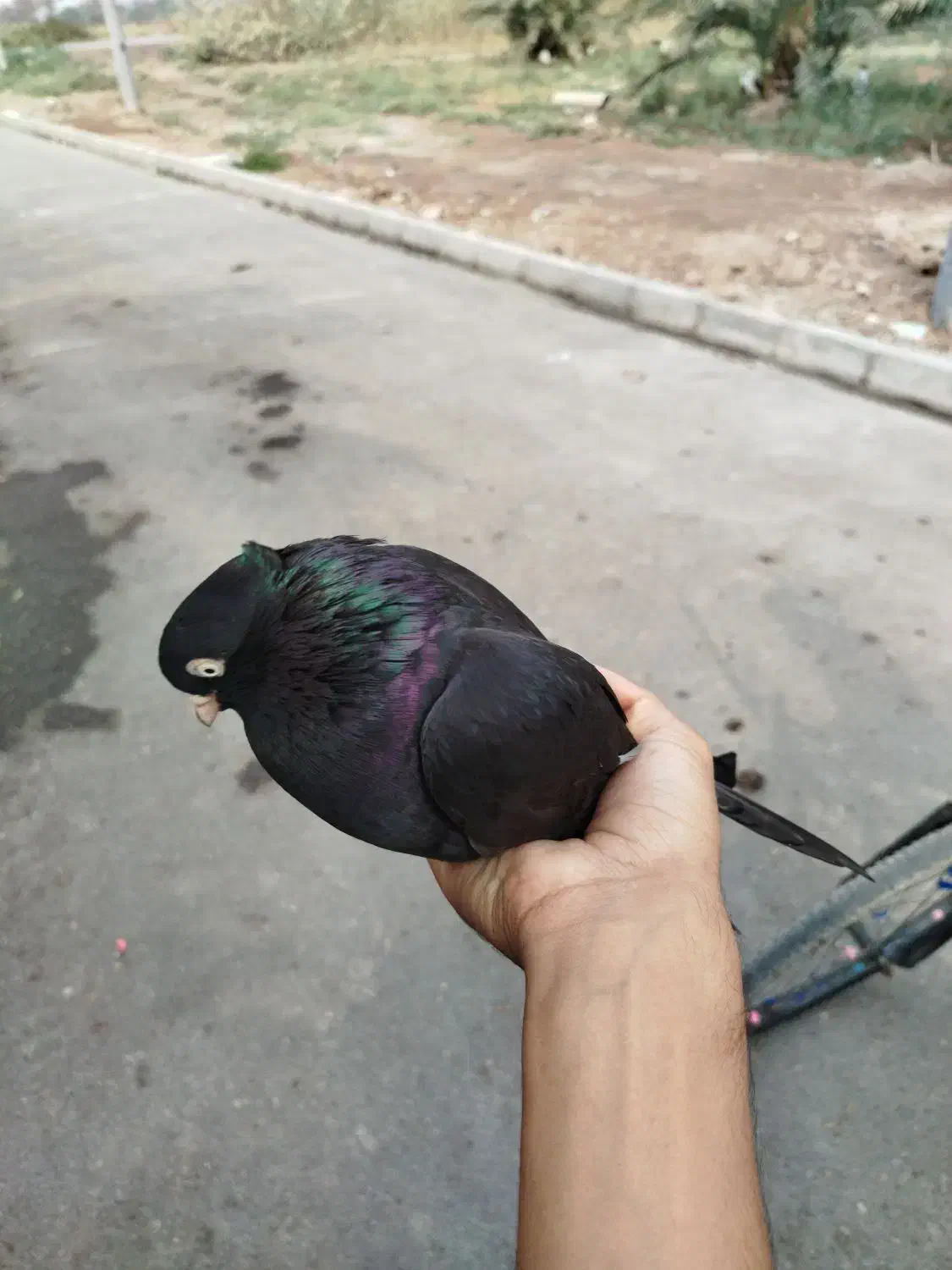 زاغ ماده|پرنده|خرمشهر, |دیوار