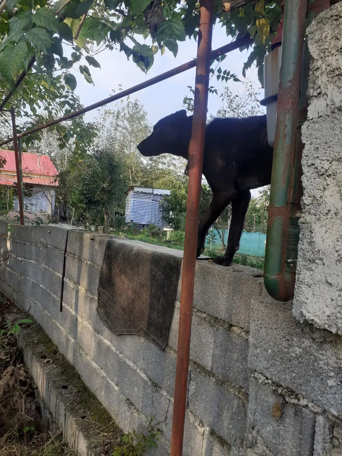 سگ کن کورسو ماده ۱۰ ماهه دورگ|سگ|سنگر, |دیوار