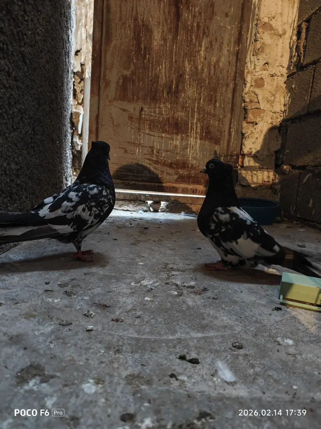 کبوتر|پرنده|مسجد سلیمان, |دیوار