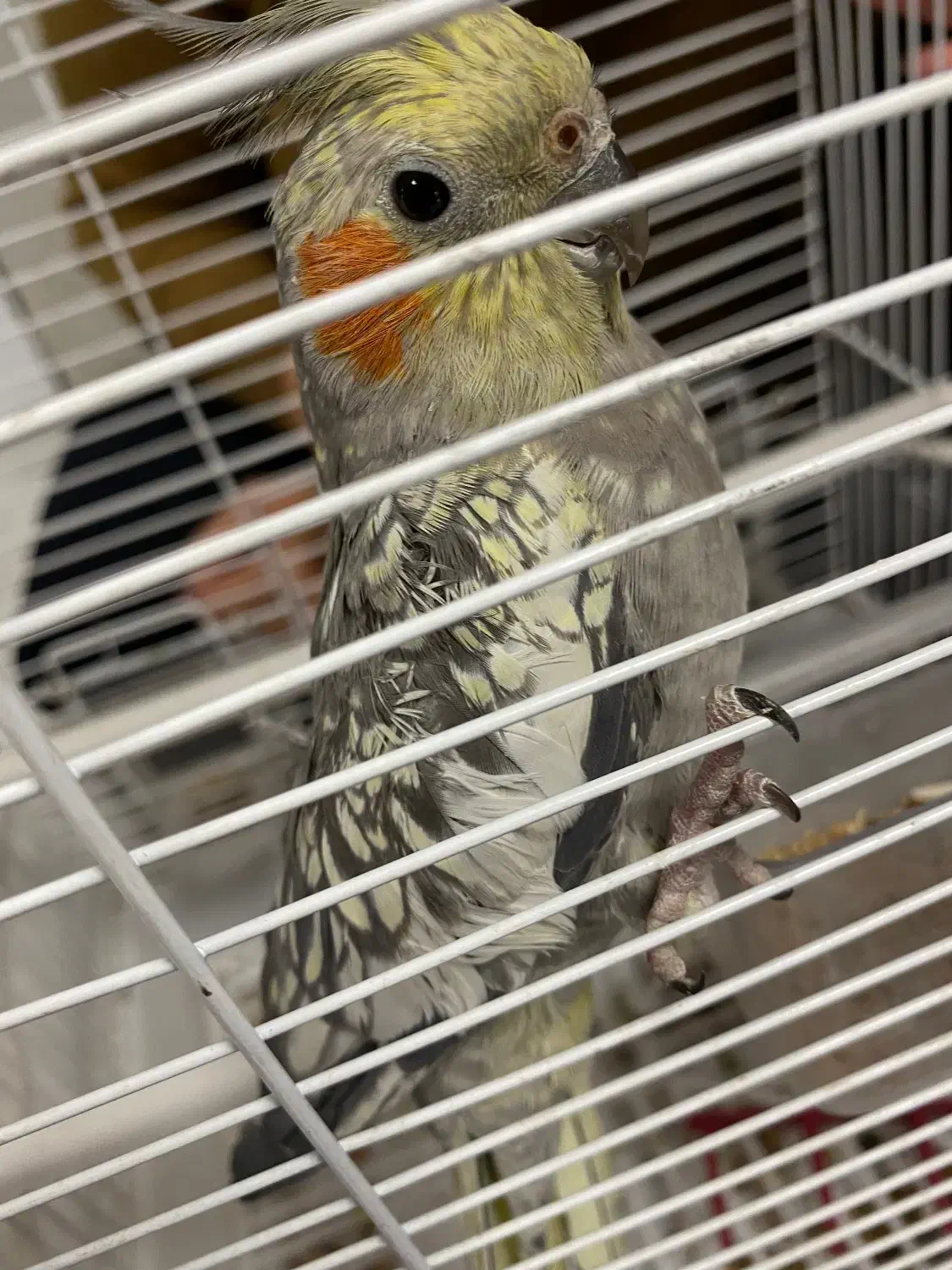 عروس هلندی با قفس و وسایل و کیف بیرون بردن عروس|پرنده|تبریز, |دیوار