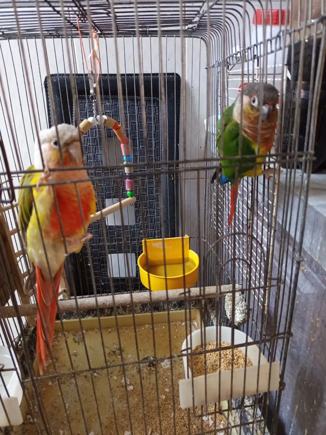 دوتا گریچینک|پرنده|کاشان, خزاق|دیوار