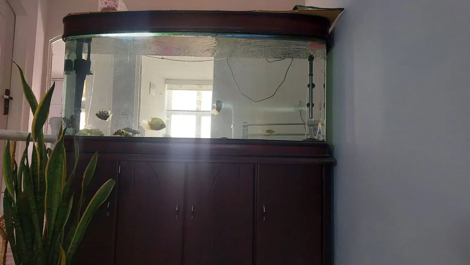 آکواریوم|ماهی|نیشابور, گنبد سبز|دیوار