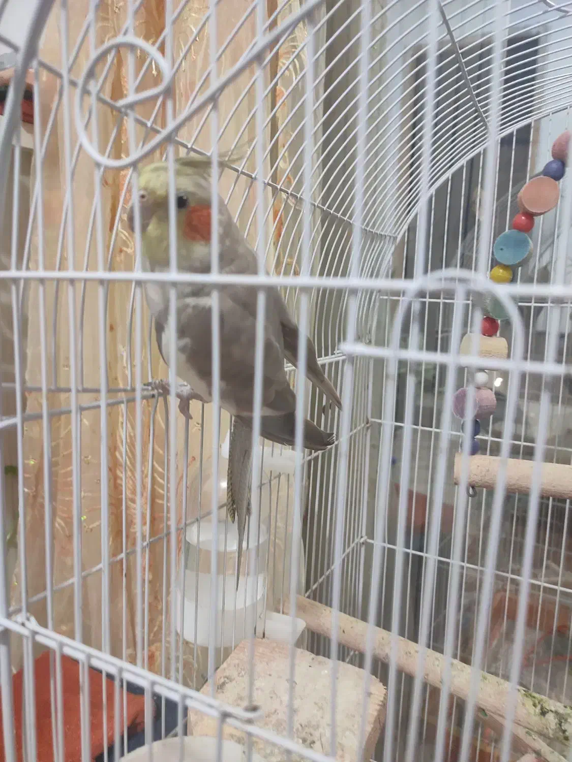 طوطی عروس نر و ماده همراه با قفس|پرنده|رشت, جماران|دیوار