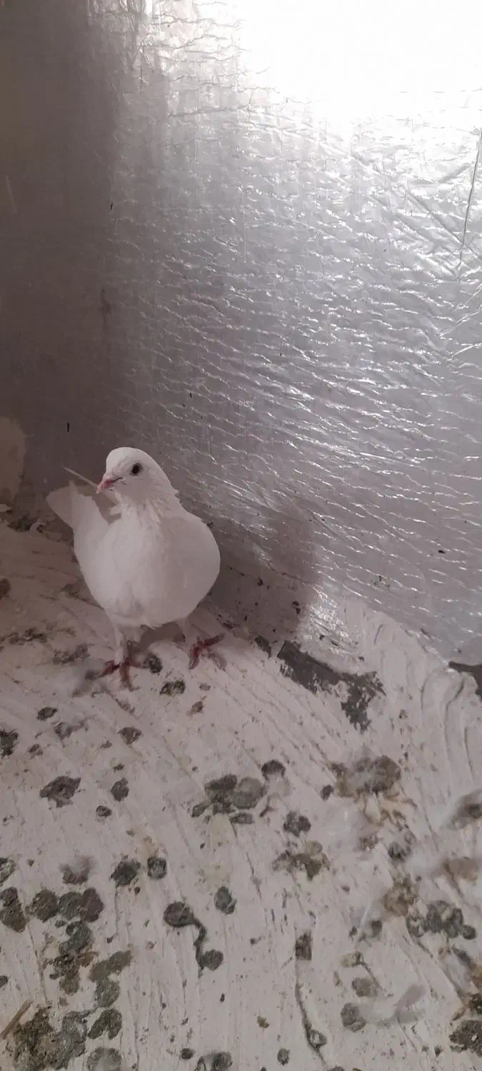 فروش کبوتر|پرنده|بیجار, |دیوار