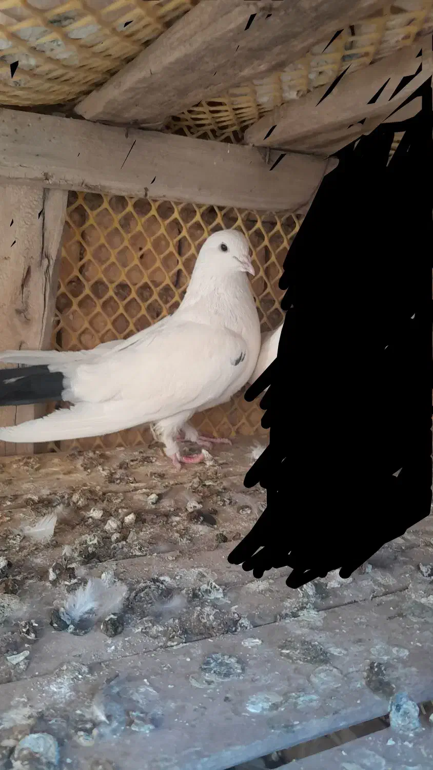 نر دم سیاه|پرنده|بن, |دیوار