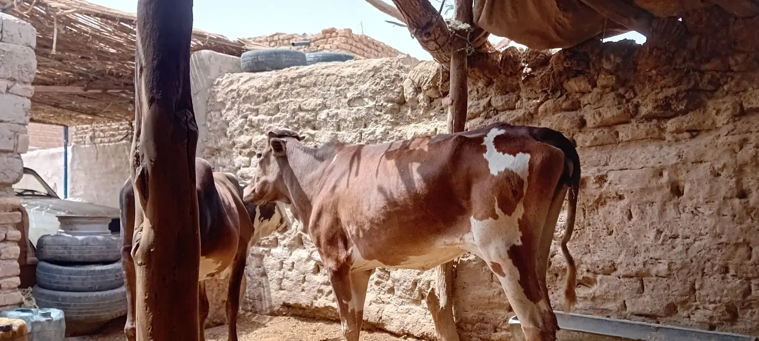 گوساله|حیوانات مزرعه|زابل, |دیوار