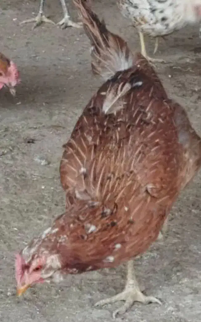 مرغ گلین بومی خروس گلین|حیوانات مزرعه|خمینی‌شهر, |دیوار