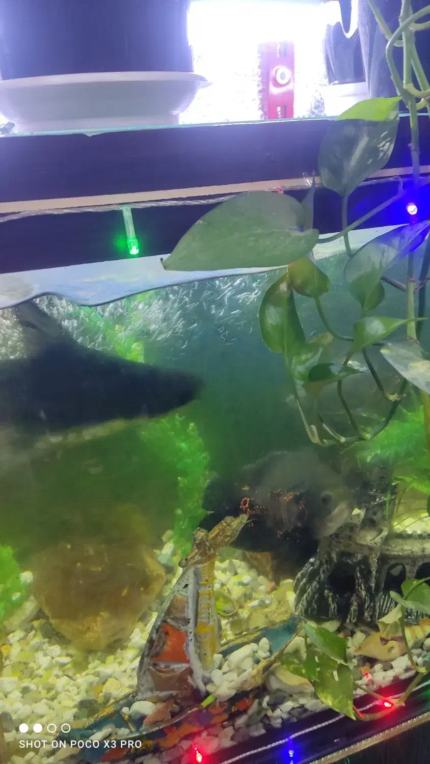 ماهی|ماهی|فسا, |دیوار