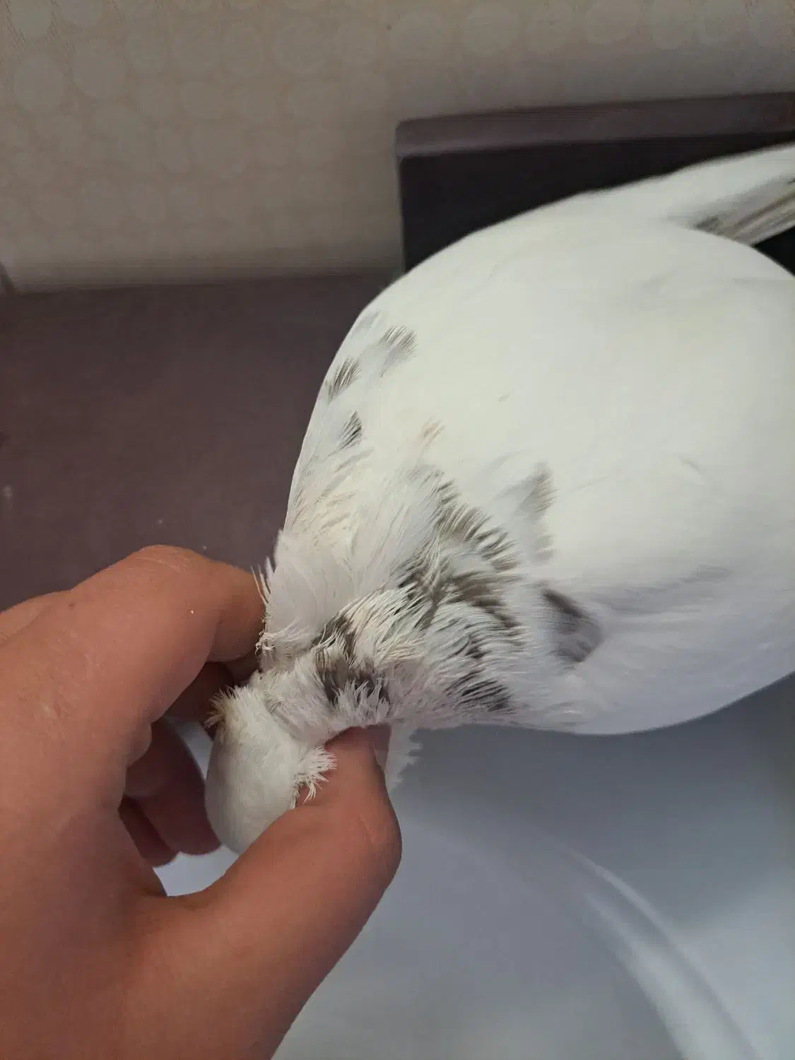 طوقی ماده مست مست اهل|پرنده|ایذه, |دیوار