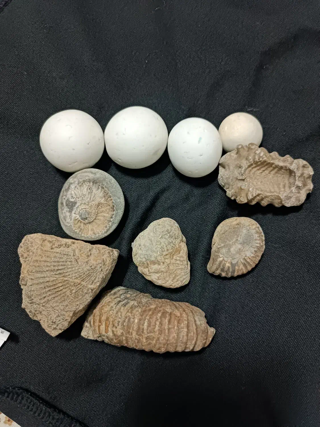 فسیل و الماس آسیاب|کلکسیون اشیاء عتیقه|مشهد, نوید|دیوار