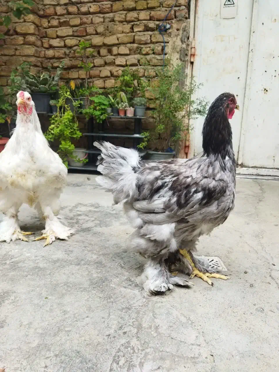 خروس و مرغ برهما اصل|حیوانات مزرعه|گنبد کاووس, |دیوار